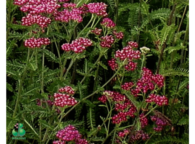 Achillea millefolium   'Kirschkönigin'